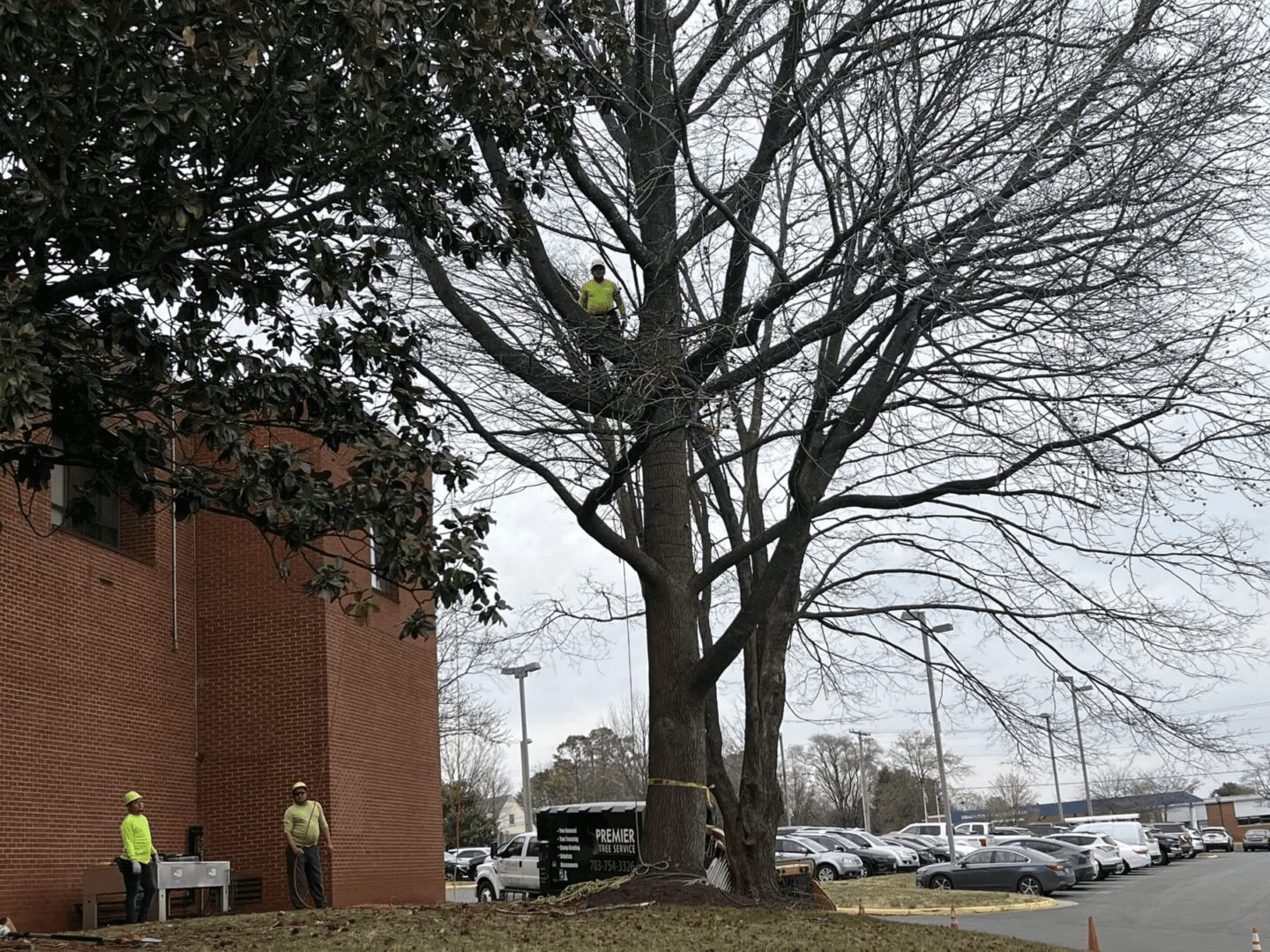 6402568ff5eb58f6e037b2db_Premier and Landscaping Tree Services00001 Workers in bright clothing are trimming a large tree near a red brick building. One worker is in the tree, and two are on the ground. A parking lot with vehicles is in the background.