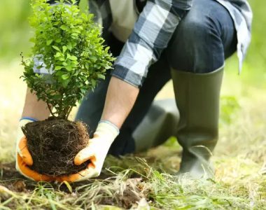 Person wearing gloves and boots planting a small tree in the ground.