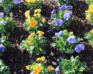 Garden bed with clusters of purple and yellow pansies in dark soil.