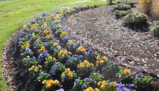 Curved garden bed with vibrant yellow and purple flowers surrounded by a protective wire fence, set in a grassy landscape.