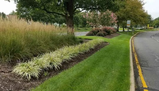 Landscaped roadside with various grasses and shrubs, including tall ornamental grass, trimmed bushes, and bordered by a yellow-lined road. Trees are visible in the background.