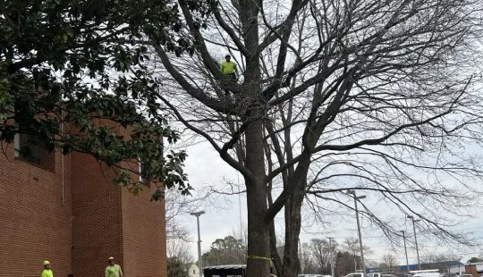 A person in a neon outfit is climbing a large leafless tree beside a brick building. Two other people in similar outfits are standing on the ground. Several parked vehicles are visible.